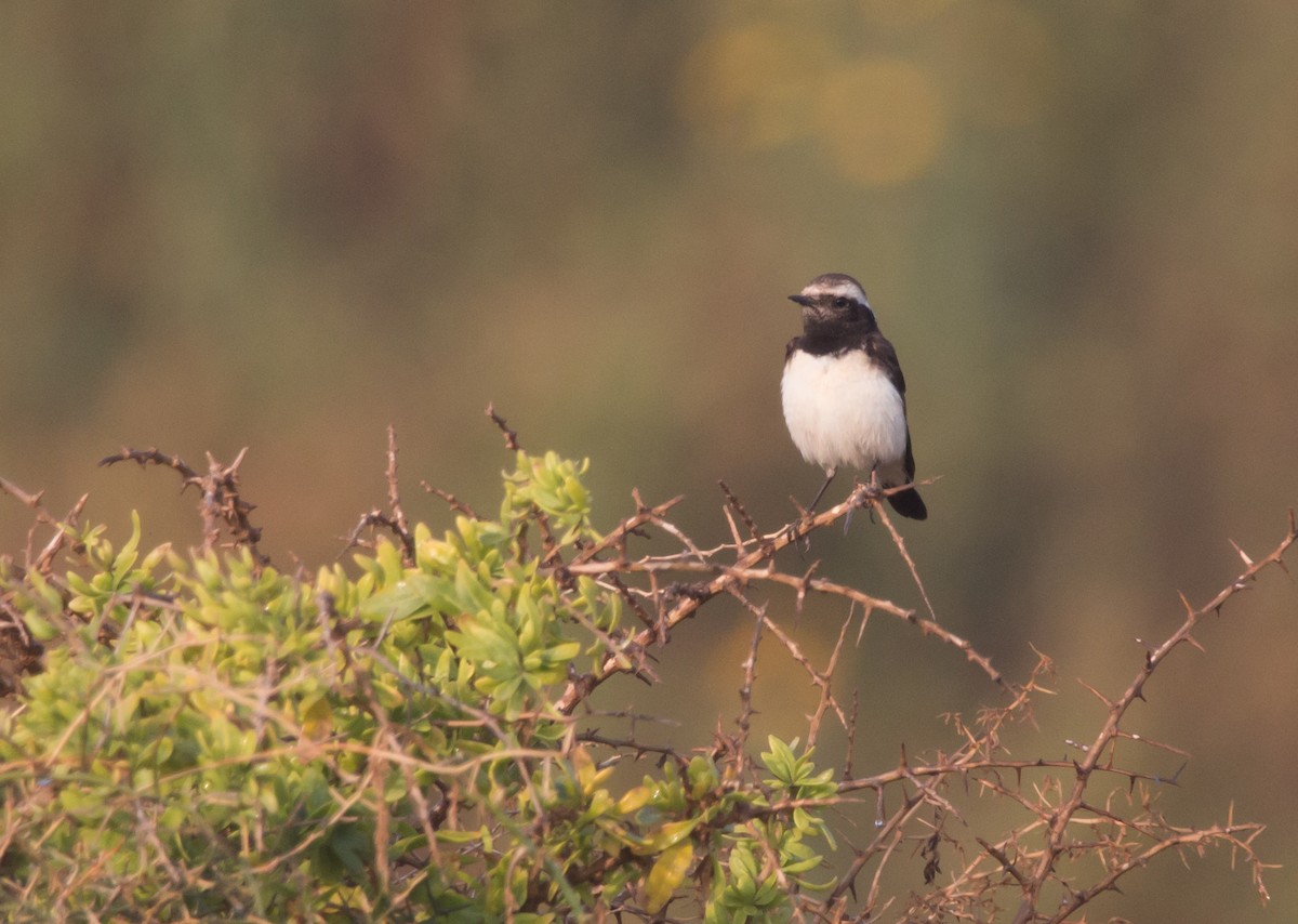 Cyprus Wheatear - ML146492091