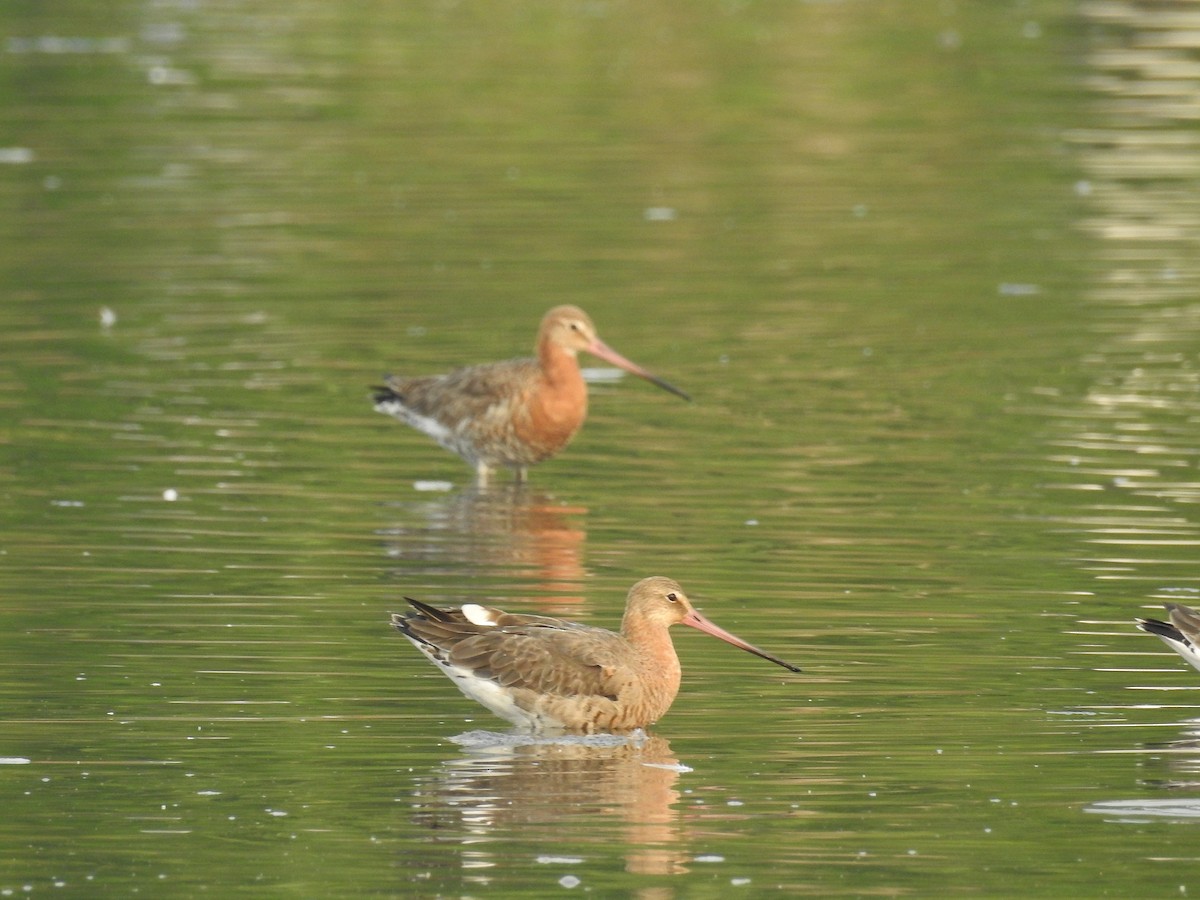 Black-tailed Godwit - ML146492271