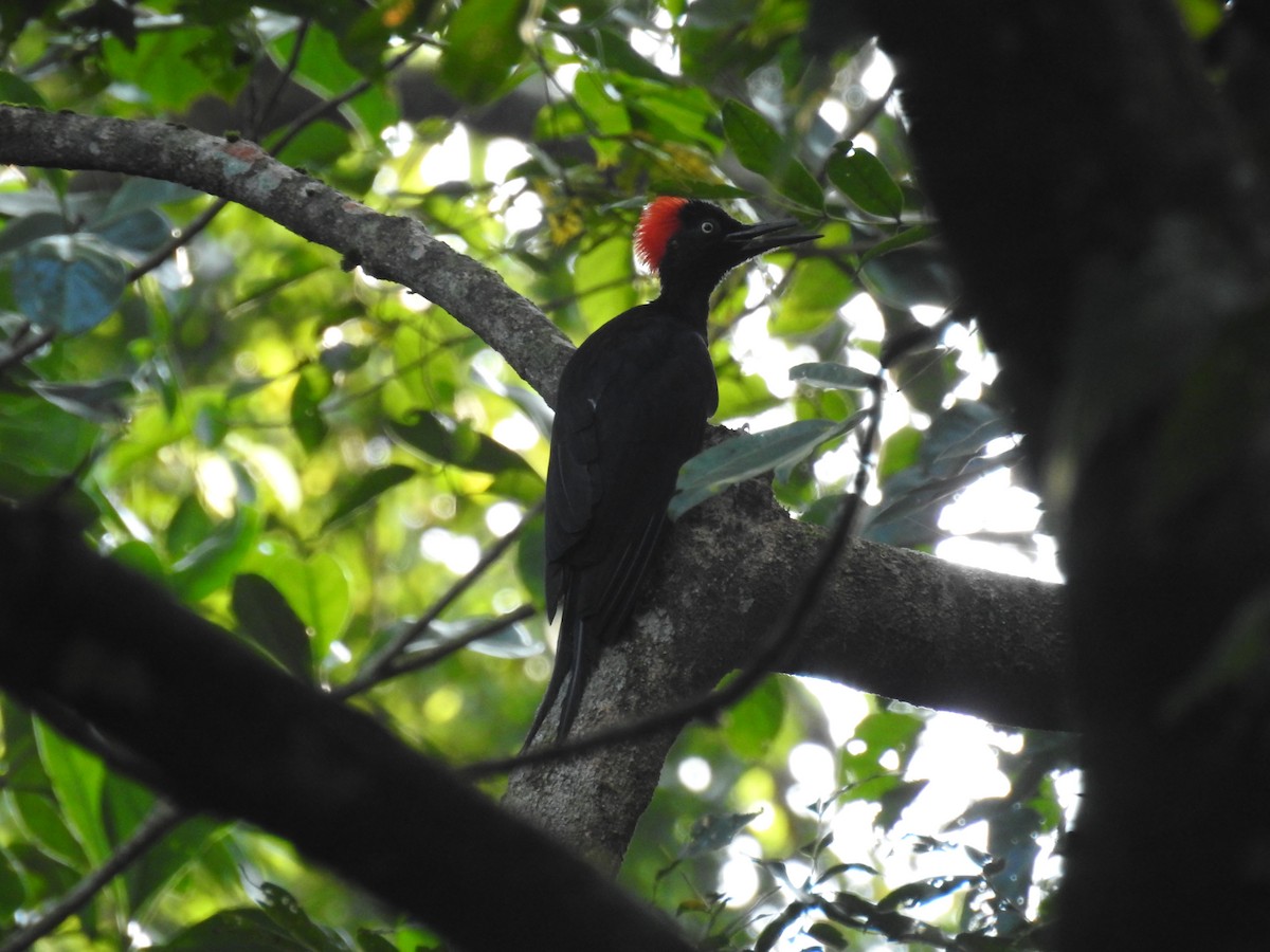 White-bellied Woodpecker - Marina Sentís Vila