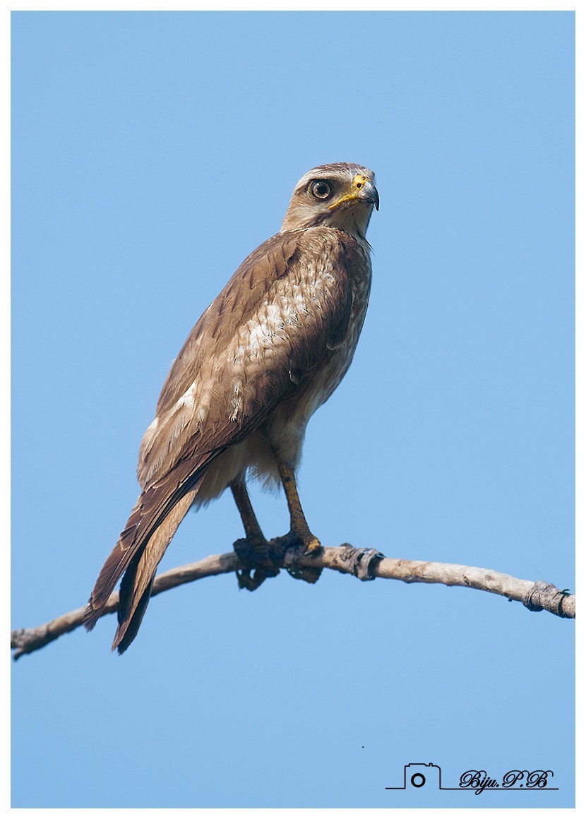 White-eyed Buzzard - ML146493561