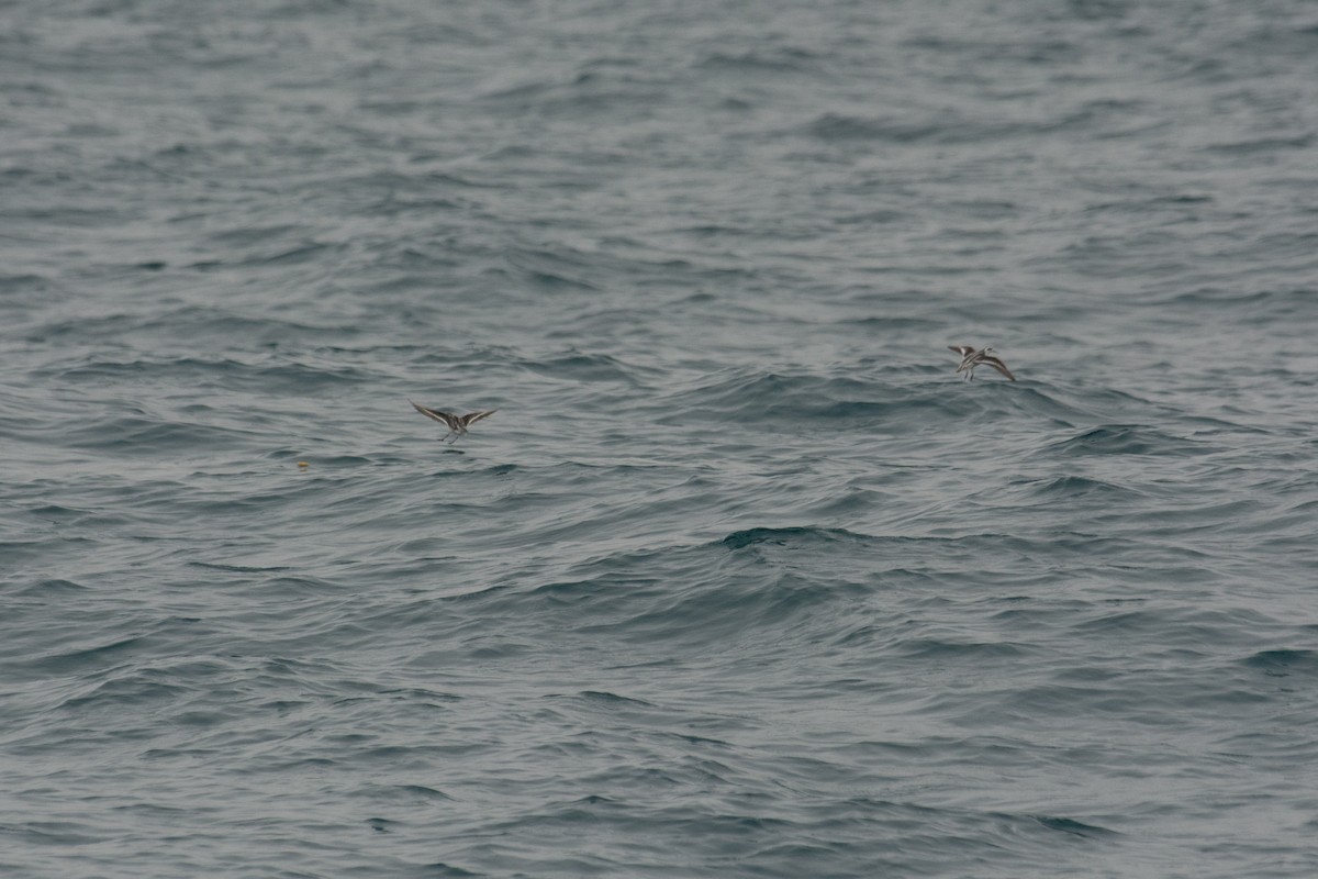 Red-necked Phalarope - ML146493931