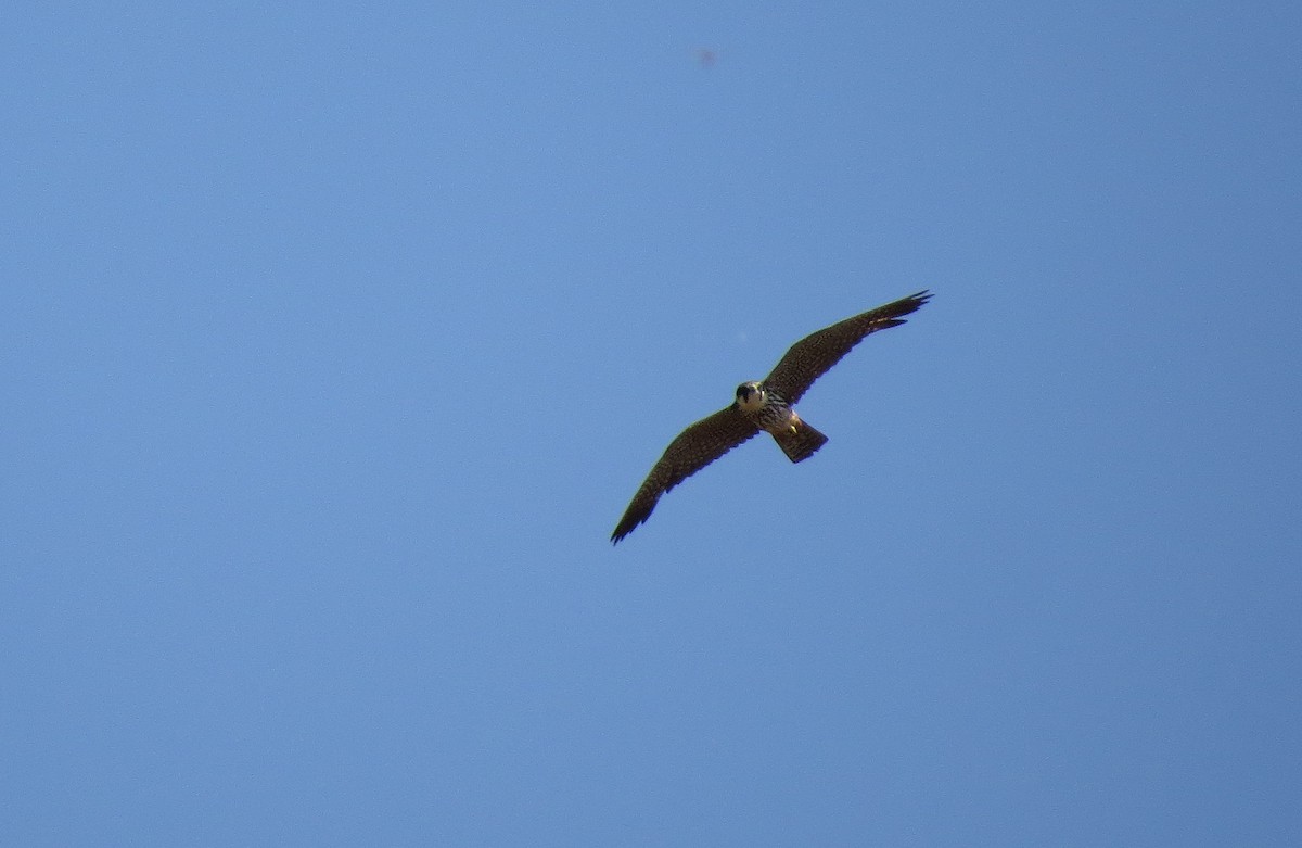 Eurasian Hobby - ML146494801