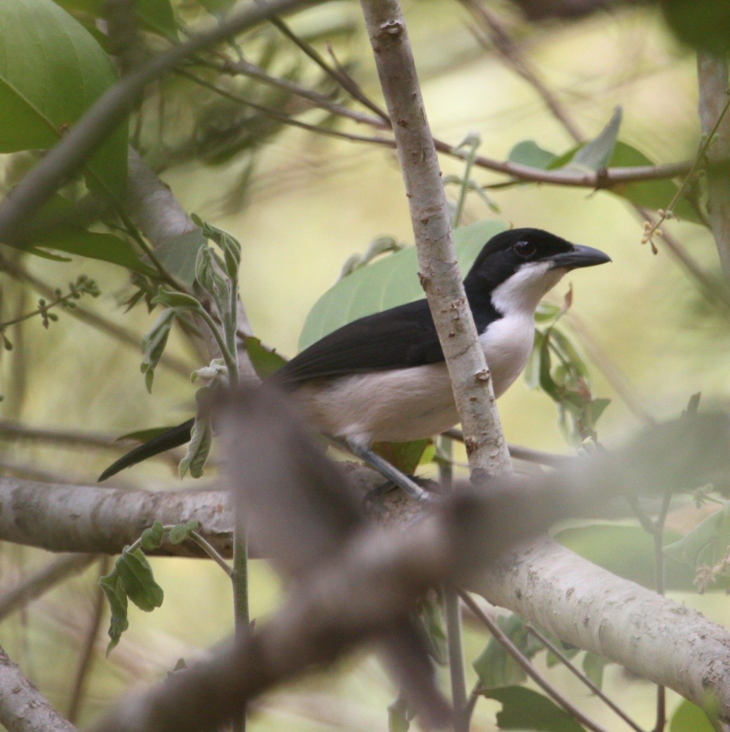 Zanzibar Boubou - Mustafa Adamjee