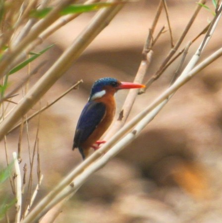 Malachite Kingfisher - Mustafa Adamjee