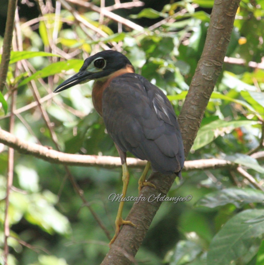 White-backed Night Heron - Mustafa Adamjee