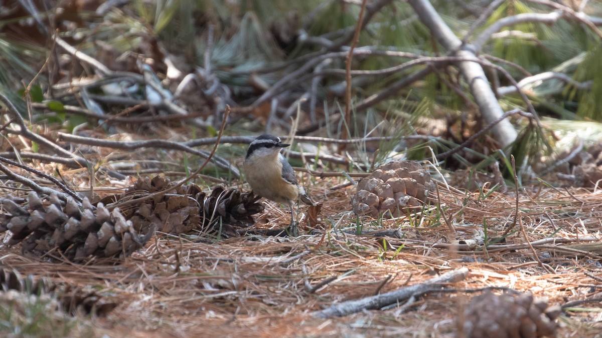Red-breasted Nuthatch - ML146498031