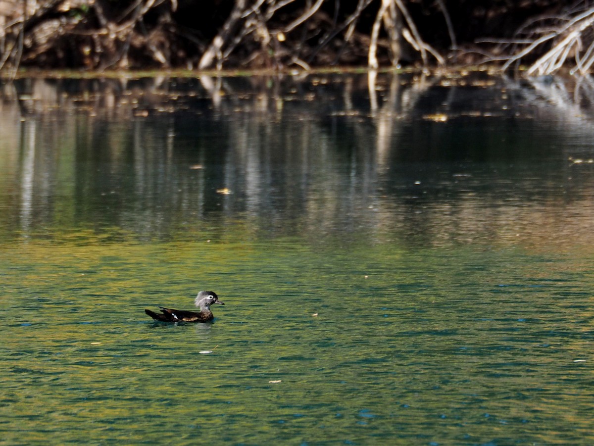 Wood Duck - Florian Olivier