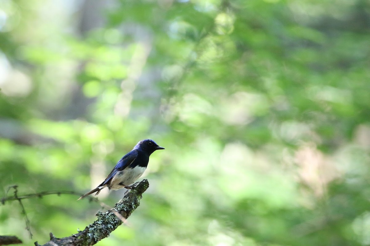 Blue-and-white Flycatcher - Atsushi Shimazaki