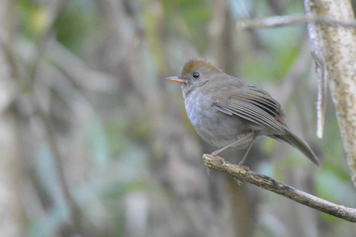 Ruddy-capped Nightingale-Thrush - Carlos Echeverría