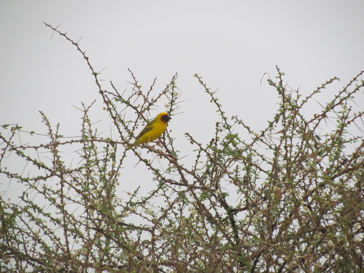 Rüppell's Weaver - Guillaume Réthoré