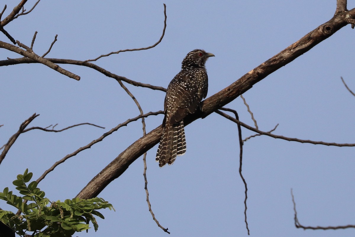 Asian Koel - ML146500931