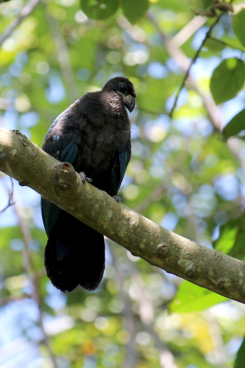 Great Blue Turaco - Thomas Desloges