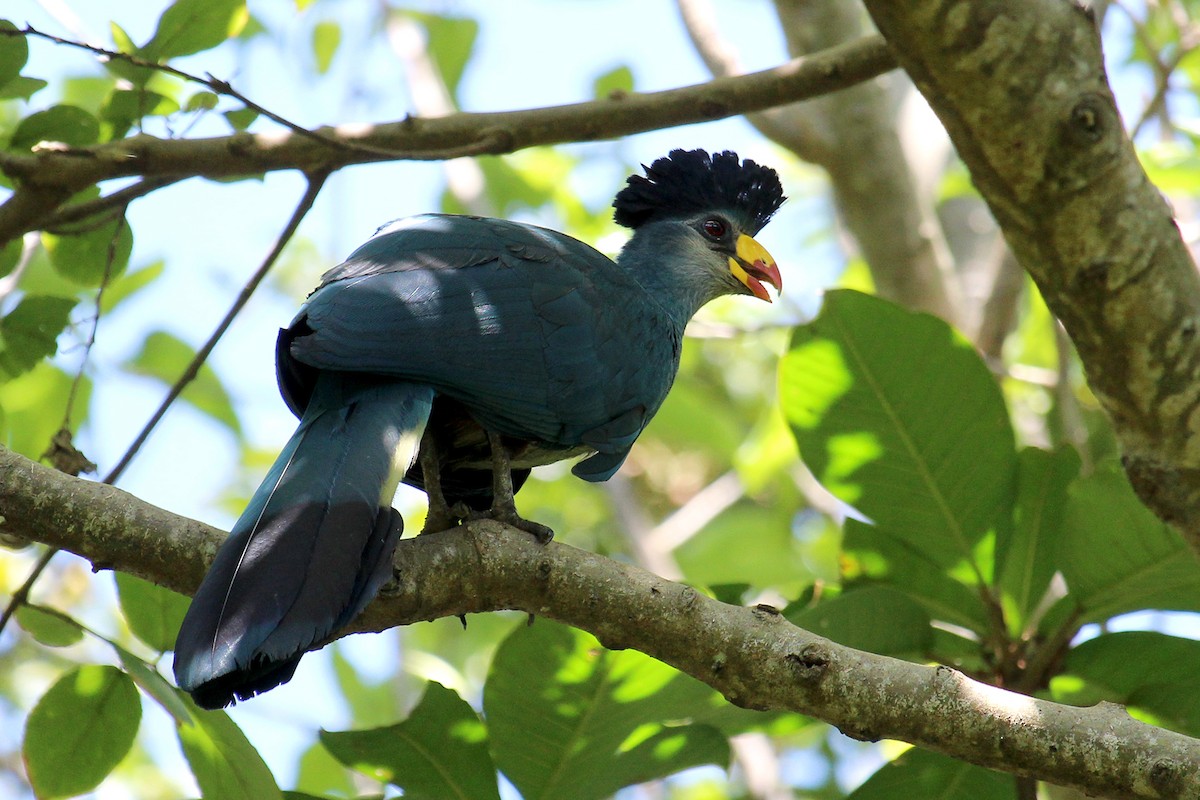 Turaco Gigante - ML146501051