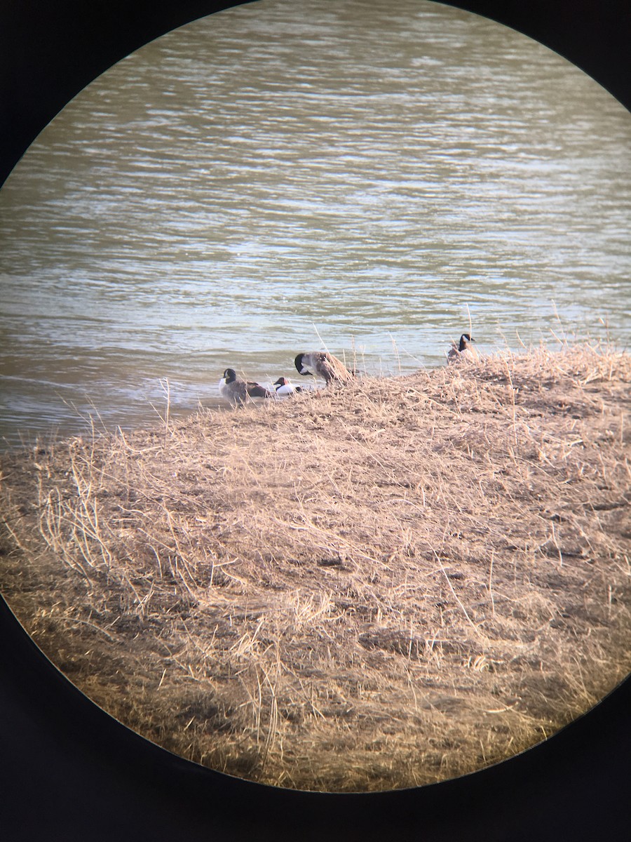 Canvasback - ML146501151