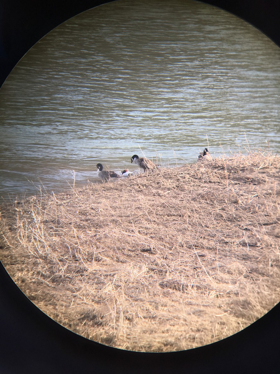 Canvasback - ML146501161