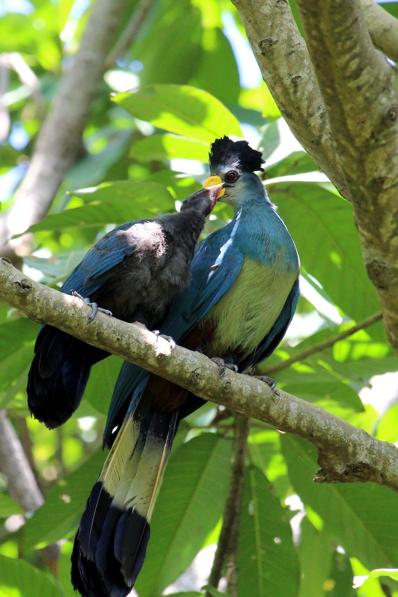 Great Blue Turaco - Thomas Desloges