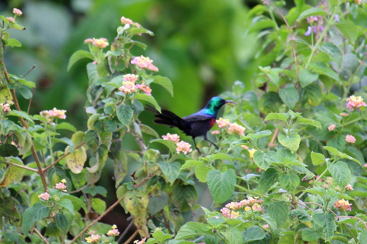 Red-chested Sunbird - ML146501311