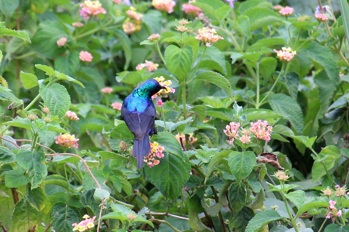 Red-chested Sunbird - ML146501321