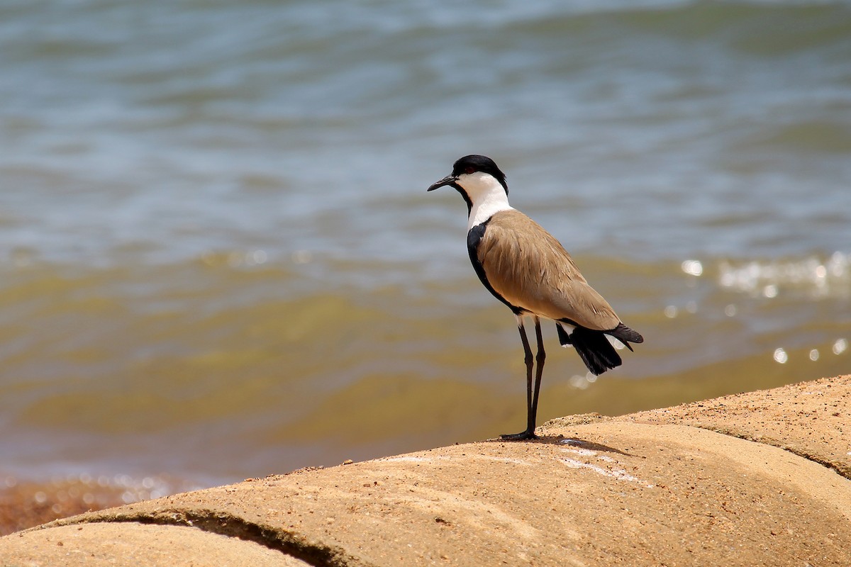 Spur-winged Lapwing - ML146501661