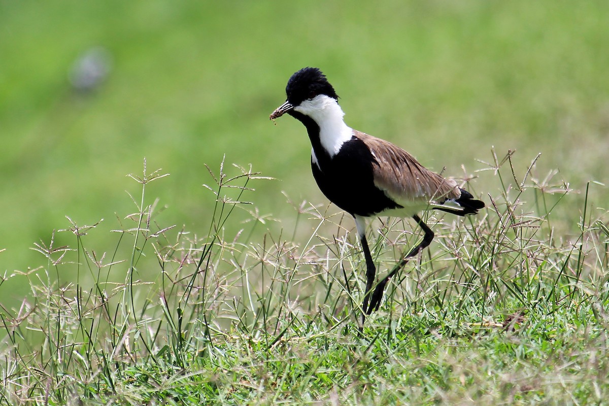 Spur-winged Lapwing - ML146501671