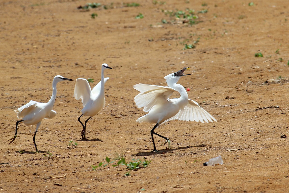 Little Egret - ML146502141