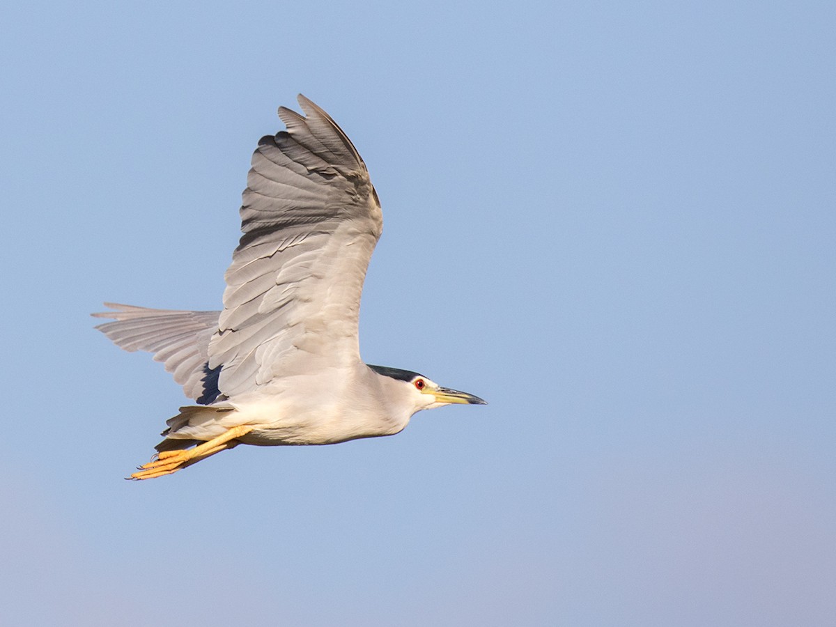 Black-crowned Night Heron - ML146503191