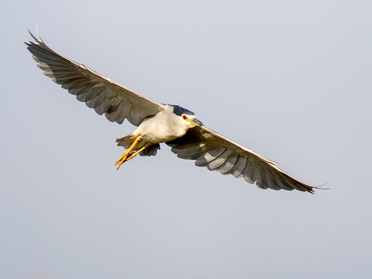 Black-crowned Night Heron - ML146503211