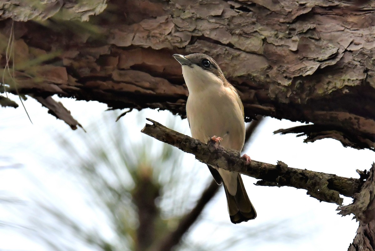 White-browed Shrike-Babbler (Dalatwürgervireo) - ML146503331