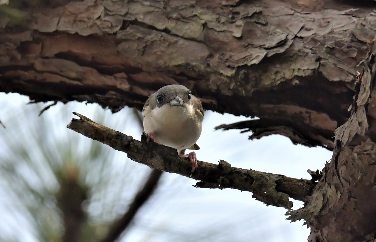 White-browed Shrike-Babbler (Dalatwürgervireo) - ML146503371