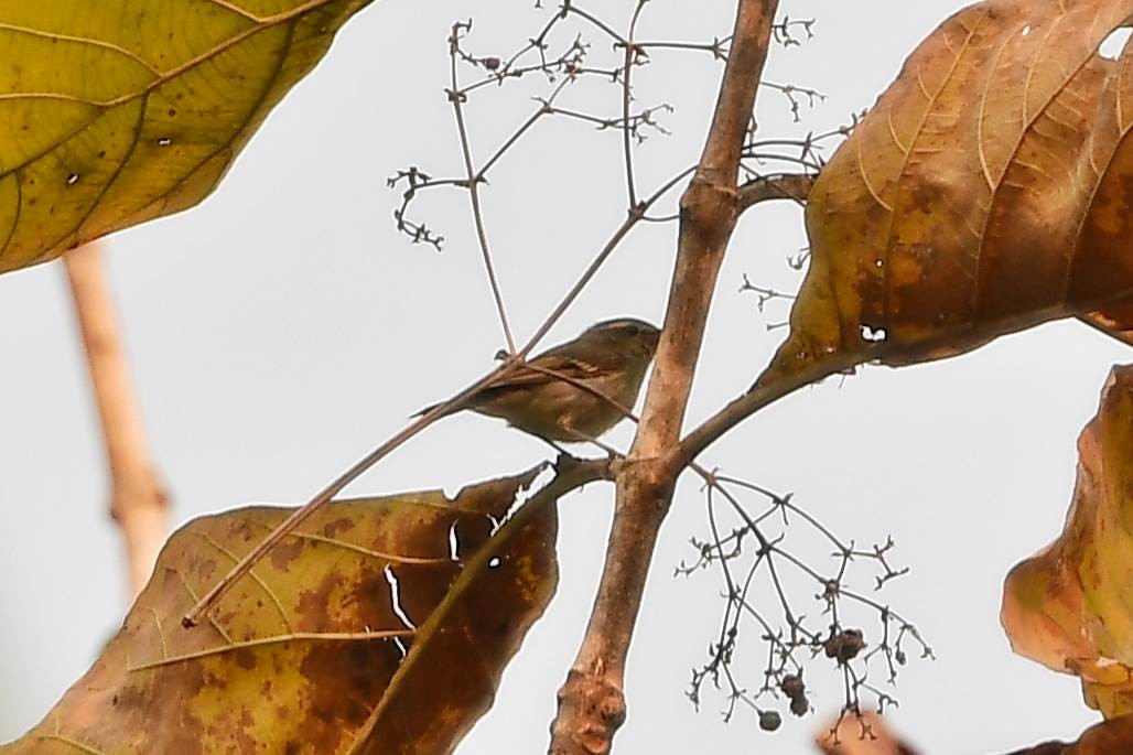Горобцеподібні sp. (Old World warbler sp.) - ML146503821