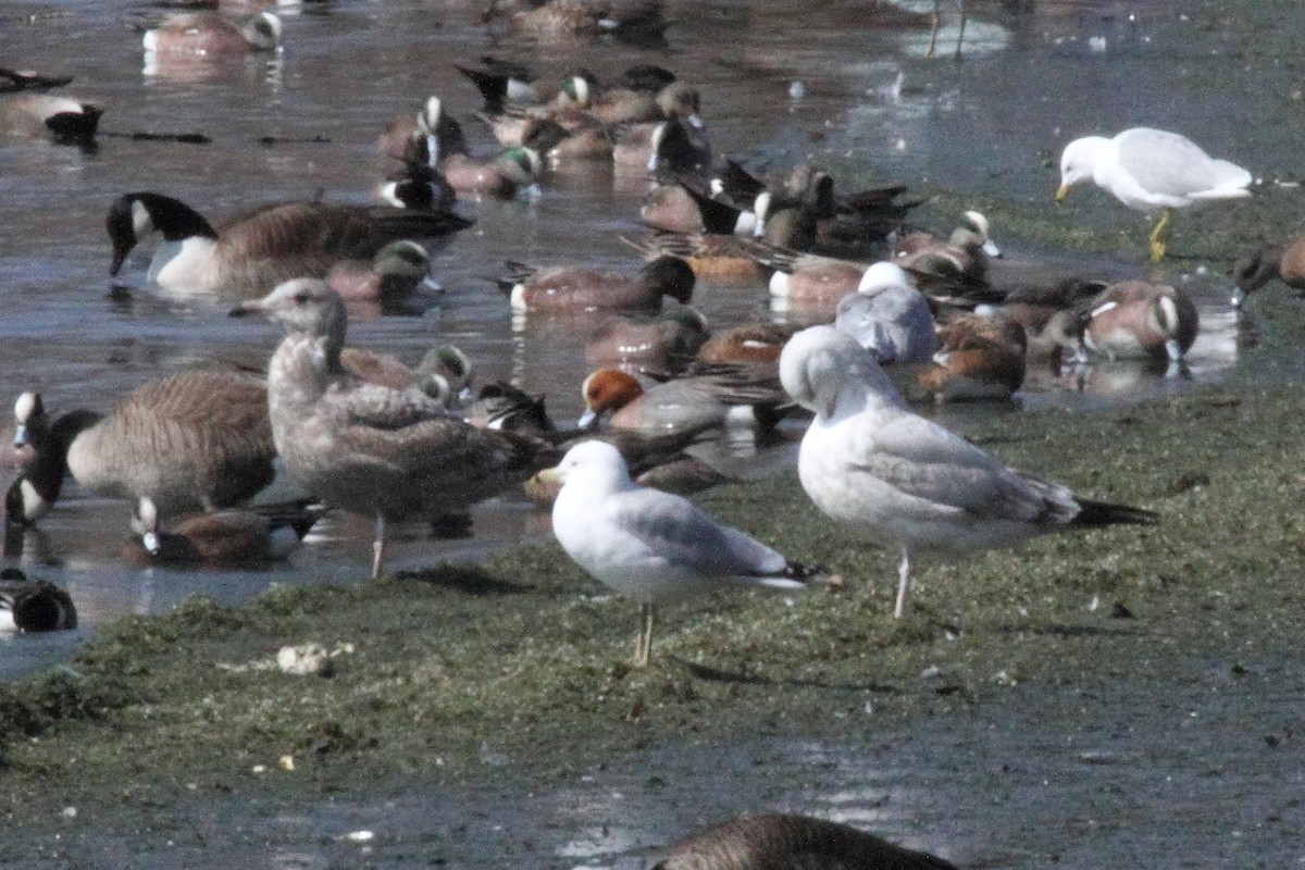 Eurasian Wigeon - ML146503841