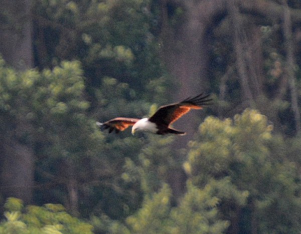 Brahminy Kite - Donna Memon