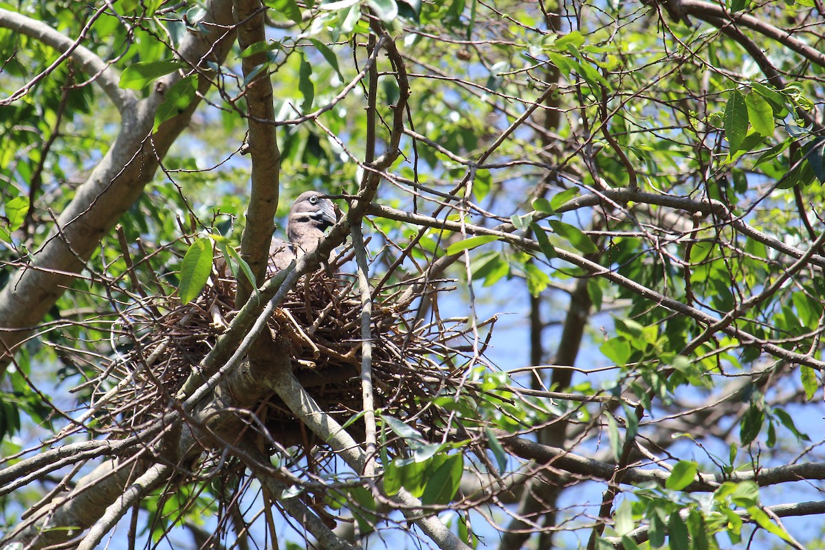 Hadada Ibis - ML146505091