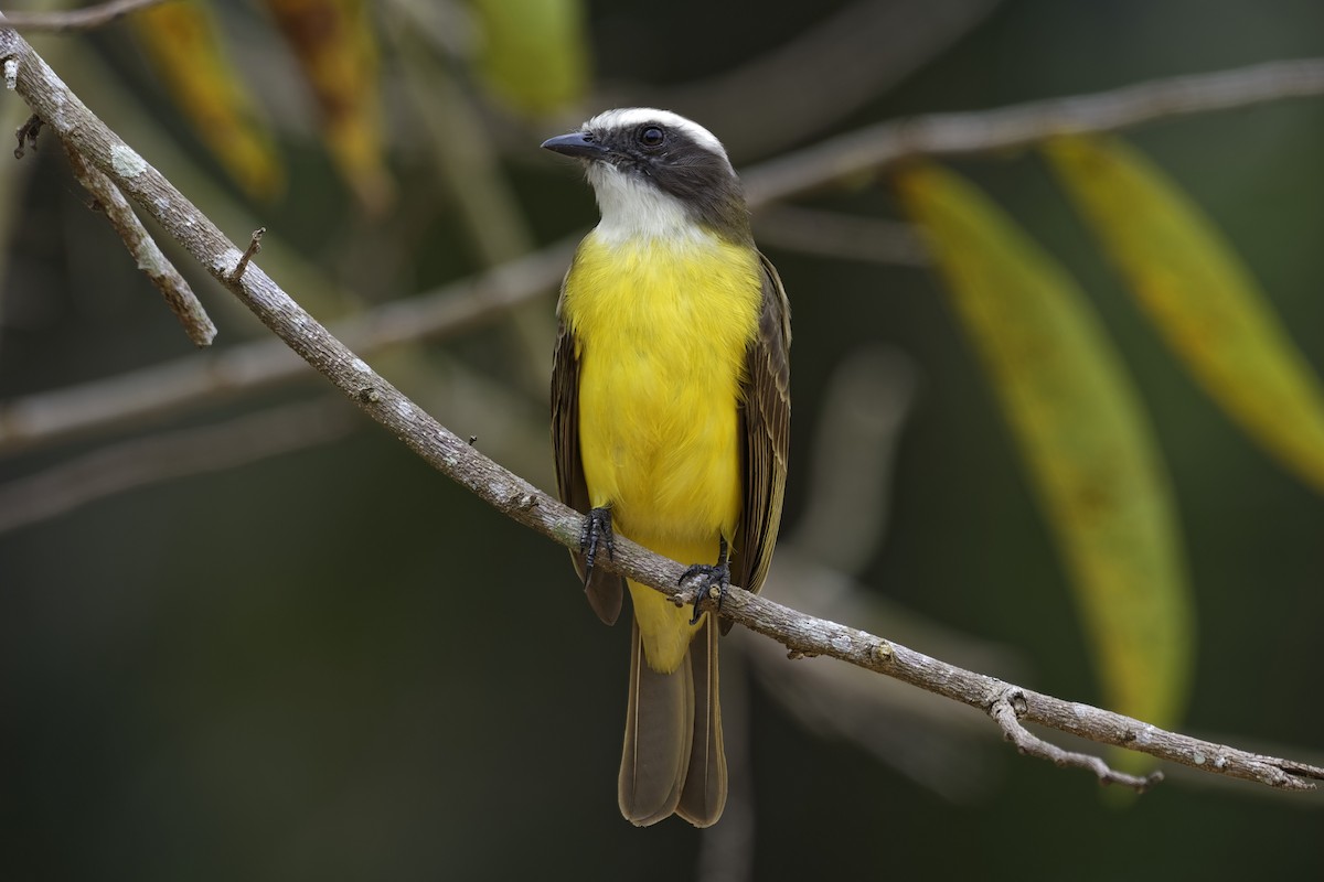 Social Flycatcher - ML146505791