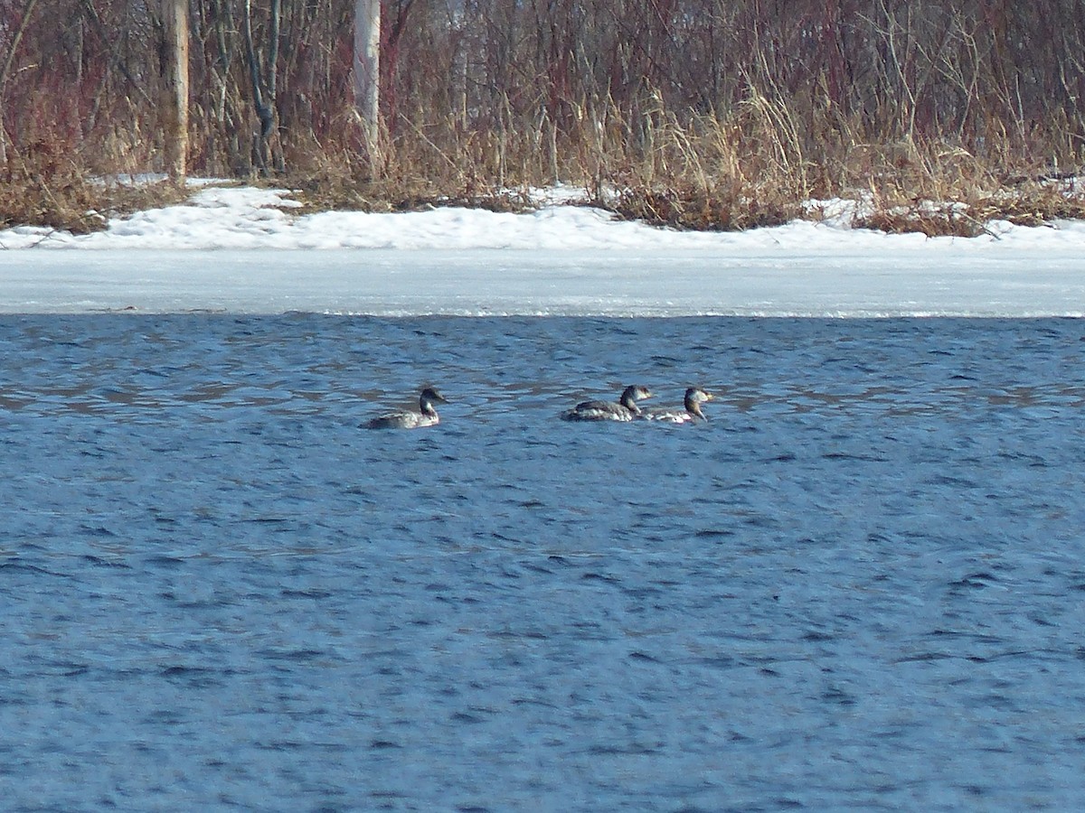 Red-necked Grebe - ML146505881