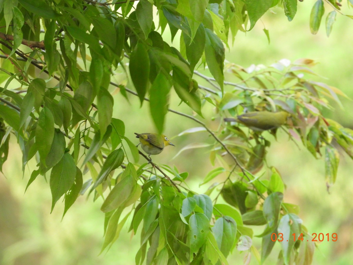 Indian White-eye - C L  Hampton