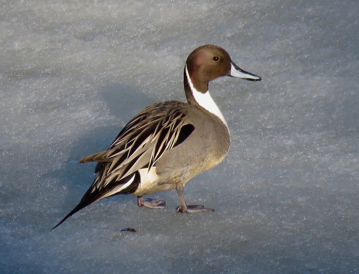 Northern Pintail - ML146506771