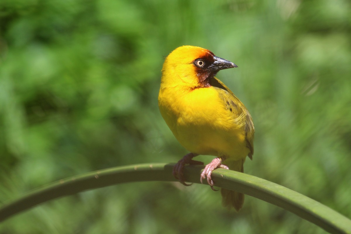 Northern Brown-throated Weaver - ML146507021