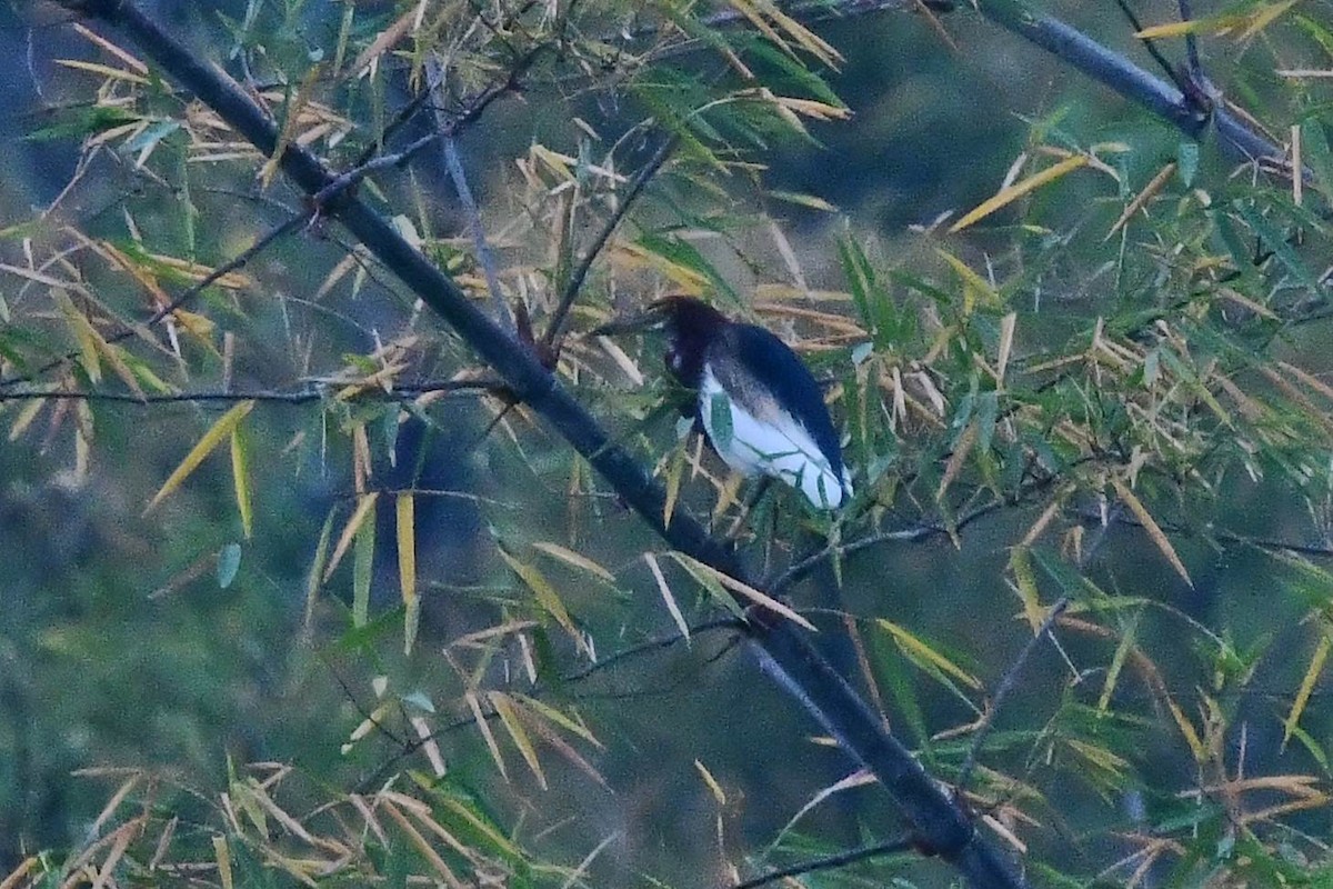 Chinese Pond-Heron - ML146507751