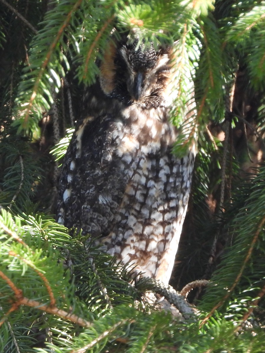 Long-eared Owl - ML146509871