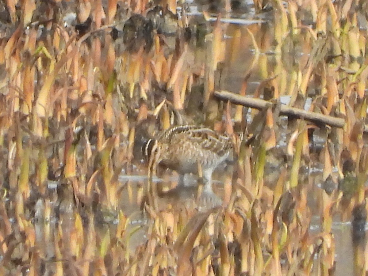 Wilson's Snipe - Karen Pastuzyn