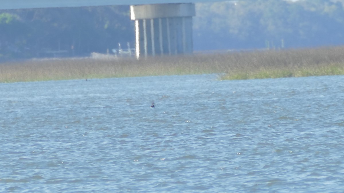 Red-necked Grebe - ML146511501