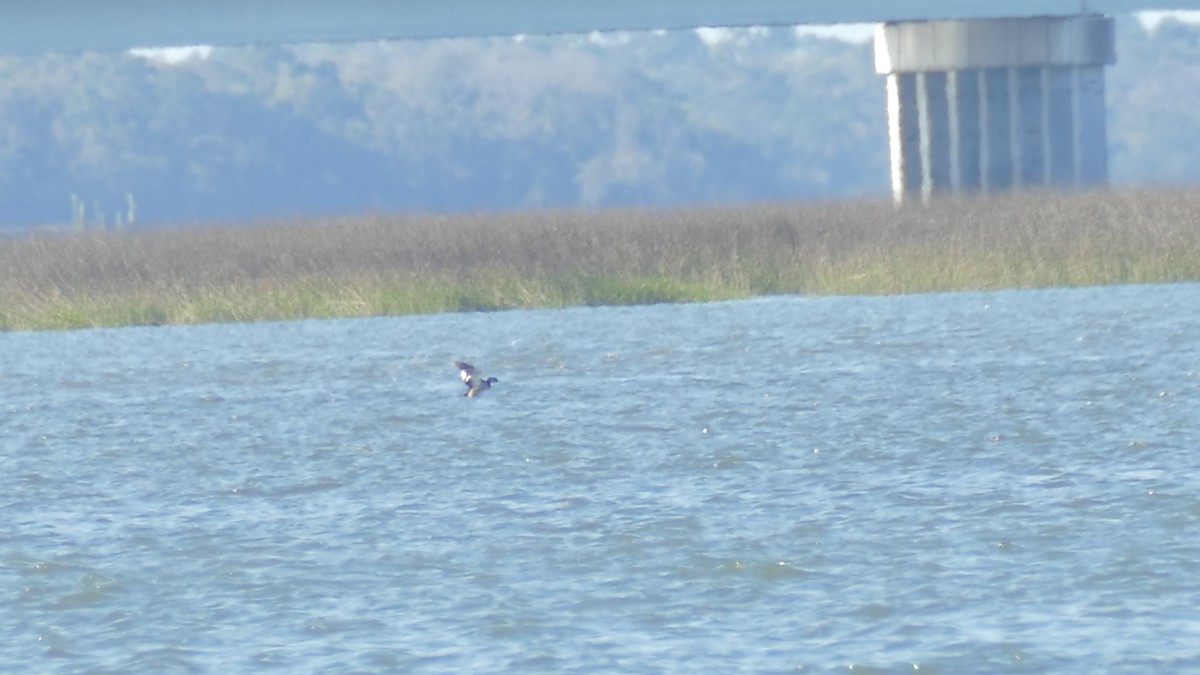 Red-necked Grebe - ML146511641