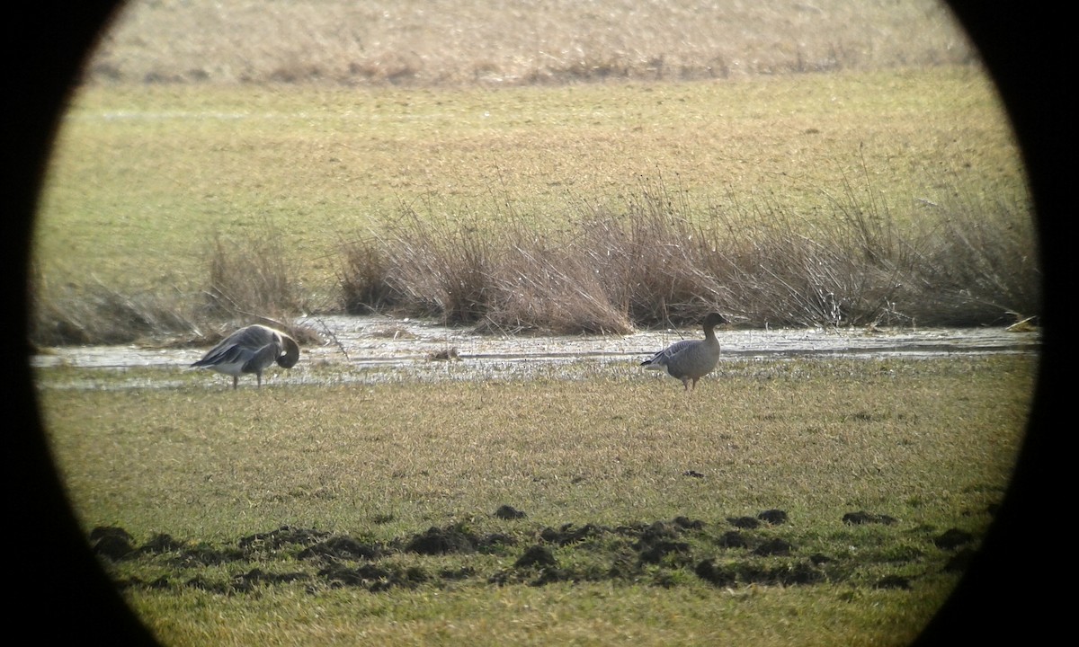 Pink-footed Goose - ML146512011