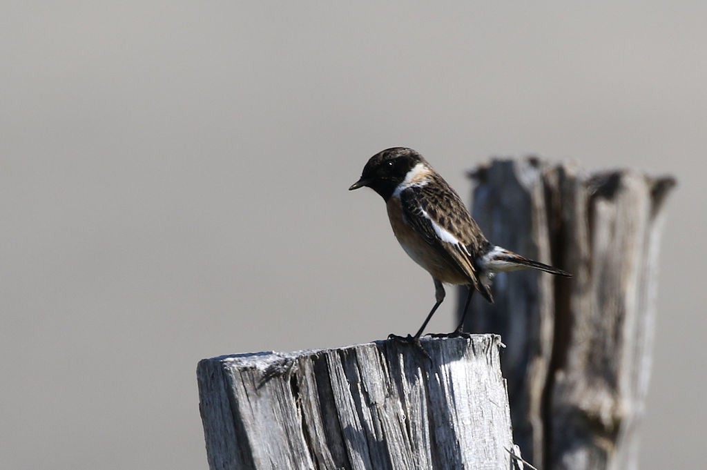 European Stonechat - William Hull