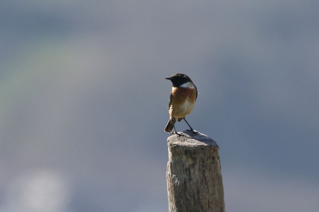 European Stonechat - ML146512341