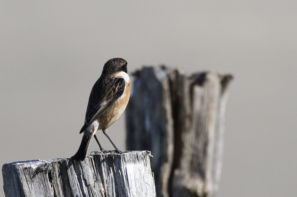 European Stonechat - William Hull