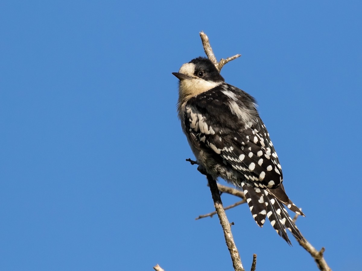 White-fronted Woodpecker - Héctor Bottai