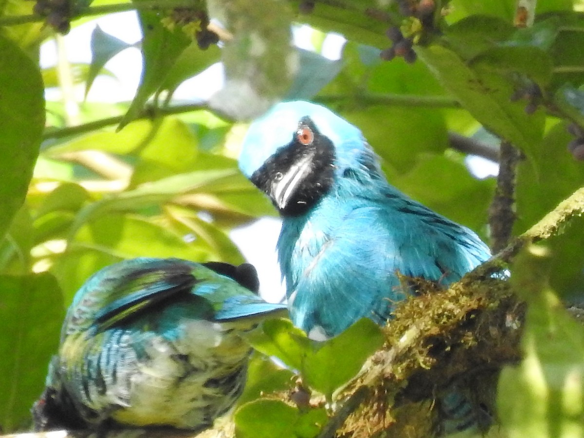 Swallow Tanager - ML146513051