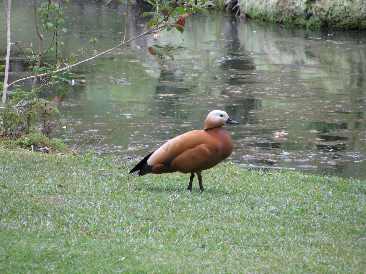 Ruddy Shelduck - ML146514001